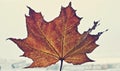 Beautiful autumn/spring specific photo. Maple leaf with beautiful red colors. Close up photo. Beautiful lights and colors.