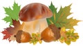 Beautiful autumn still life with gifts of the forest. Mushrooms, oak acorns, maple and oak leaves. Royalty Free Stock Photo