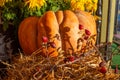 Beautiful autumn still life. Large pumpkin lying on the hay with a berry twig on a background of flowers and a wooden Royalty Free Stock Photo