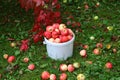 Ripe colorful apples in the autumn garden.