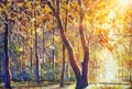 Beautiful autumn sunny forest - gold orange warm autumn landscape