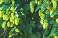 Beautiful autumn sunny green background. Hop with cones on the branch, warm sunny light, shallow depth of the field. October fest Royalty Free Stock Photo