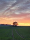 A beautiful autumn sunset in the German town of Heiligenhaus in the Bergisches Land region. Lonely tree in the field Royalty Free Stock Photo