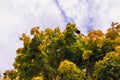 Beautiful autumn tree on a background of blue sky. Bottom view Royalty Free Stock Photo