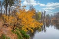 Beautiful autumn tree on the bank of a pond in the forest. Natural beauty of the environment. Royalty Free Stock Photo