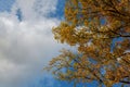 Beautiful autumn tree border with falling down old leaves over blue cloudy sky, Royalty Free Stock Photo