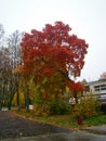A beautiful autumn tree with bright red foliage