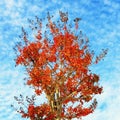 Autumn tree with bright red leaves. Crepe Myrtle tree  Lagerstroemia Royalty Free Stock Photo