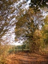 Beautiful autumn tree golden leaf scene outside country walkway