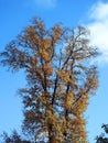 Beautiful autumn tree, Lithuania Royalty Free Stock Photo