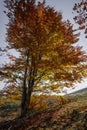 Beautiful autumn tree in a mountain forest. Autumn scene with co