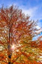 Beautiful autumn tree with orange and red colored leaves on a sunny day Royalty Free Stock Photo