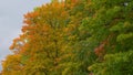 Beautiful autumn tree with orange yellow and green colors in cloudy day in the park