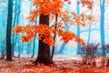 Beautiful autumn tree. Red maple in the blue fog. Misty autumn morning. Beautiful autumn landscape Royalty Free Stock Photo