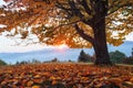 Beautiful autumn tree. Sun setting above the mountains. Rays going through the branches. Lawn is covered by the orange leaves. Royalty Free Stock Photo