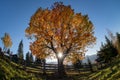 Beautiful autumn tree in sunset in Romania country side