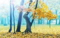 Beautiful autumn tree. Yellow maple in blue fog. Misty autumn morning. Soft sunshine. Beautiful autumn landscape Royalty Free Stock Photo