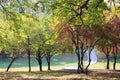 Beautiful Trees In The Park Royalty Free Stock Photo