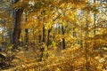 Beautiful autumn trees and bushes in the forest. Autumn golden and yellow trees illuminated by the sun on an autumn day. Royalty Free Stock Photo