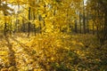 Beautiful autumn trees and bushes in the forest. Autumn golden and yellow trees illuminated by the sun on an autumn day. Royalty Free Stock Photo