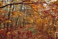 Beautiful autumn trees and bushes in the forest. Orange and red trees illuminated by the sun. Royalty Free Stock Photo