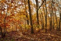 Beautiful autumn trees and bushes in the forest. Orange and red trees illuminated by the sun. Royalty Free Stock Photo