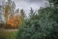 Beautiful autumn trees and bushes in the forest. The trail covered with fallen leaves. Royalty Free Stock Photo