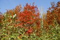 Beautiful autumn trees and bushes in the park. Autumn red and yellow trees illuminated by the sun on an autumn day. Royalty Free Stock Photo