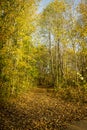 Beautiful autumn trees and bushes in the park. The trail covered with fallen leaves. Royalty Free Stock Photo