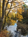 Colorful autumn trees near river, Lithuania Royalty Free Stock Photo