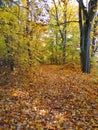 Path in park and colorful autumn trees, Lithuania Royalty Free Stock Photo