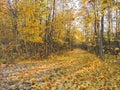 Path and colorful autumn trees, Lithuania Royalty Free Stock Photo