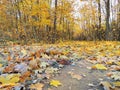 Path and colorful autumn trees, Lithuania Royalty Free Stock Photo