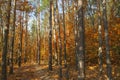 Beautiful autumn trees and pines in the forest. Autumn forest illuminated by the sun. Royalty Free Stock Photo