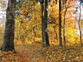 Path and colorful autumn trees, Lithuania Royalty Free Stock Photo