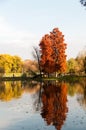 Beautiful autumn trees in Tineretului Park from Bucharest City Royalty Free Stock Photo