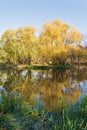 Beautiful autumn trees in yellow colors are reflected in the water of the pond in the Park Royalty Free Stock Photo
