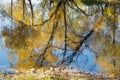 Beautiful autumn trees in yellow colors are reflected in the water of the pond in the Park Royalty Free Stock Photo