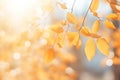 Beautiful autumn twigs with yellow leaves on blurred background Royalty Free Stock Photo