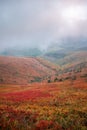 Beautiful autumn in Ukraine. Mountain hills covered red carpet leaves