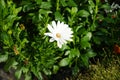 Chrysanthemum leucanthemum in the garden. Berlin, Germany