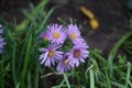 Winter-hardy purple novi-belgii asters in the garden in autumn. Berlin, Germany