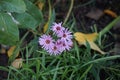 Winter-hardy purple novi-belgii asters in the garden in autumn. Berlin, Germany