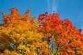 Beautiful autumn view. Maple red, yellow, green colors of leaves against a blue sky. Warm autumn day. Royalty Free Stock Photo