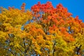 Beautiful autumn view. Maple red, yellow, green colors of leaves against a blue sky. Warm autumn day. Royalty Free Stock Photo