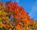 Beautiful autumn view. Maple red, yellow, green colors of leaves against a blue sky. Warm autumn day. Royalty Free Stock Photo