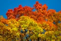 Beautiful autumn view. Maple red, yellow, green colors of leaves against a blue sky. Warm autumn day. Royalty Free Stock Photo