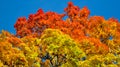 Beautiful autumn view. Maple red, yellow, green colors of leaves against a blue sky. Warm autumn day. Royalty Free Stock Photo