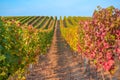 Beautiful autumn vineyard in Moravia, Czech Republic. Rows of vineyards, partly blurred leaves. Colorful, red and golden vine Royalty Free Stock Photo