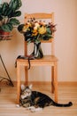 A beautiful autumn wedding bouquet stands on a wooden chair under which lies a cute cat Royalty Free Stock Photo